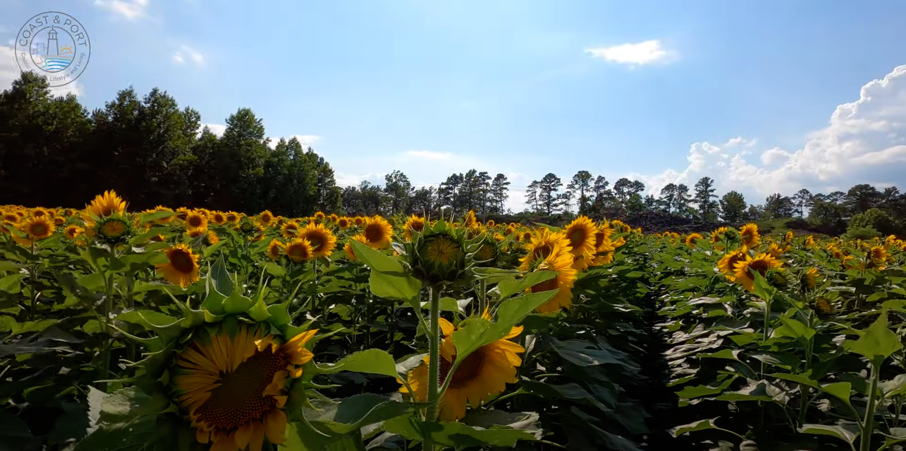 Trask Family Farms Sunflower Maze in Wilmington North Carolina